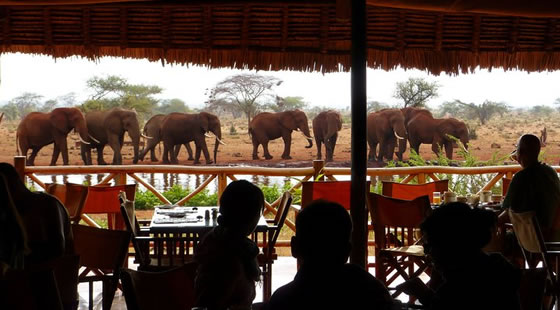Ngutuni Lodge Game Viewing